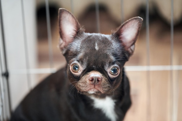 Surprised short haired chihuahua dog with big ears in cage cute little chihuahua dog with brown coat