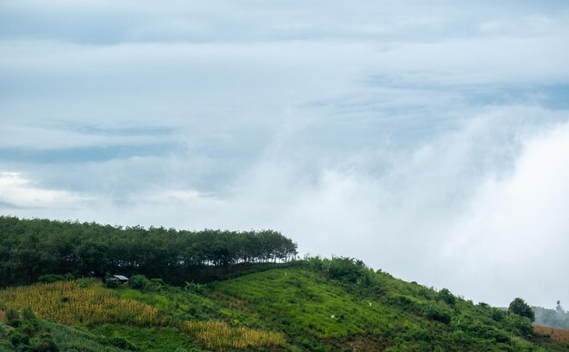 Surreal landscape of morning foggy..Morning clouds at sunrise.Landscape of fog and mountains of northern Thailand.