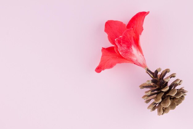 Surrealistic concept Pine cone and gladiolus flower Creative concept with red flower