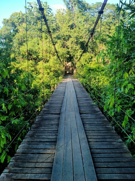 suspending wooden bridge in forest