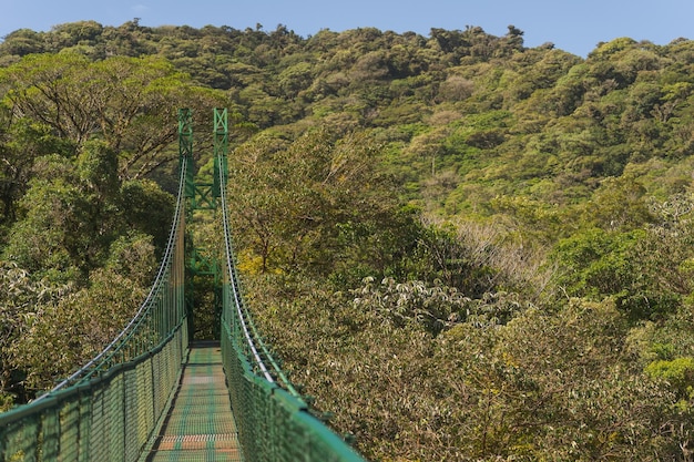 Suspension bridge structure in the forest