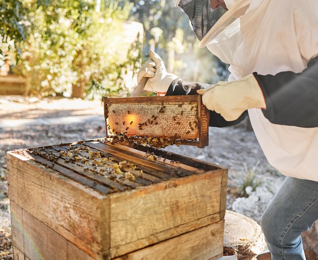 Sustainability beekeeping and nature beekeeper with honeycomb in backyard bee farm Farming bees and agriculture eco friendly honey manufacturing industry and safety for sustainable bee farmer