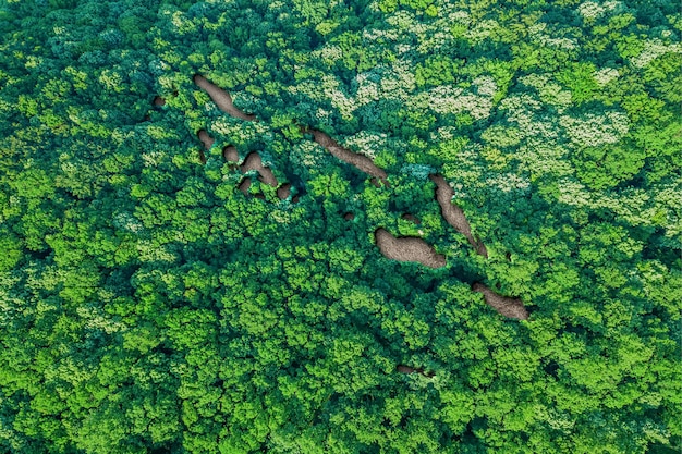 Sustainable habitat Map of Solomon Islands, Environment concept