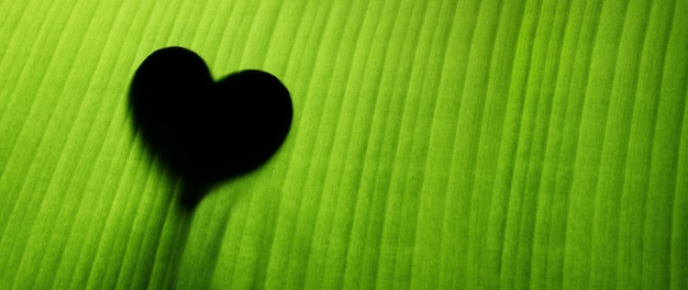 Sustainable Lifestyle Concept World Environment Day Green Leaf with Backlit technic as Heart Shape