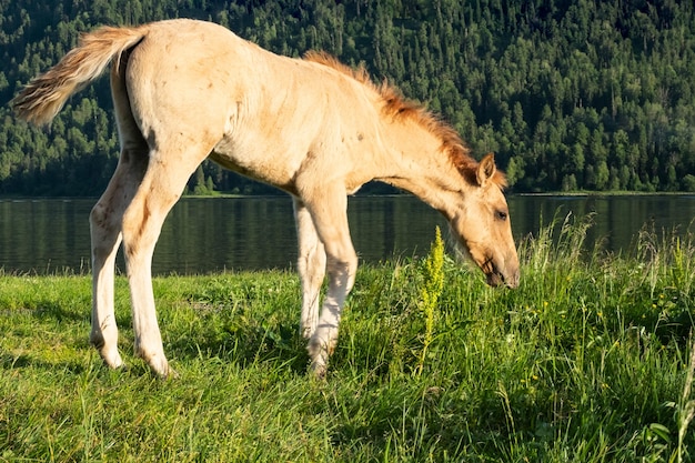 Sute foal grazing on lakeshore Young horse is pasture on lawn lakeside