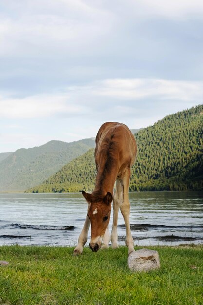 Sute foal grazing on lakeshore Young horse is pasture on lawn lakeside