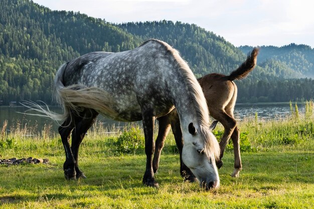 Sute mare with foal grazing on lakeshore Horses are pasture on lawn lakeside