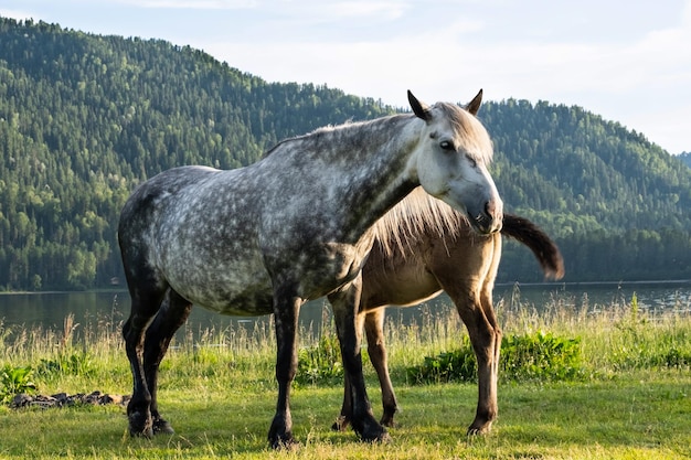 Sute mare with foal grazing on lakeshore Horses are pasture on lawn lakeside