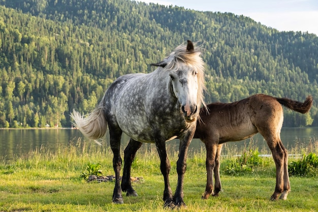 Sute mare with foal grazing on lakeshore Horses are pasture on lawn lakeside