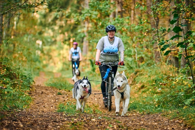 Svetly, Kaliningrad oblast, Russia - October 2, 2021 - Bikejoring sled dog racing, Siberian Husky dogs pulling bike with body positive plump woman, sled dog racing competition, healthy lifestyle