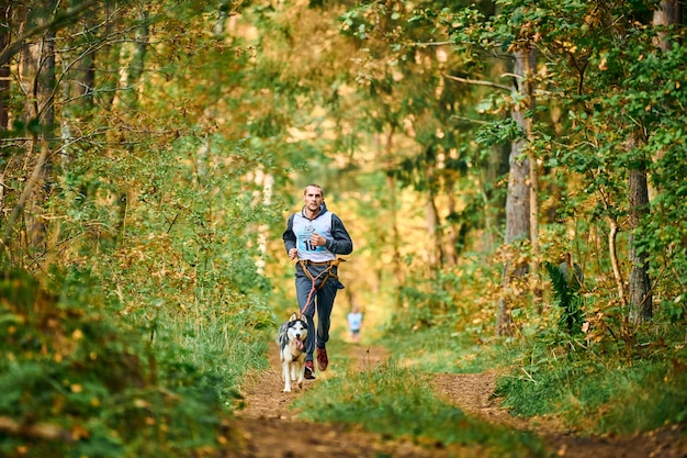 Svetly, Kaliningrad oblast, Russia - October 2, 2021 - Canicross cross country running with dog, athletic musher running with one Siberian Husky dog, sled dog racing sports outdoor activity