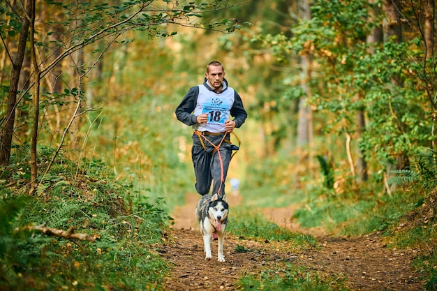 Svetly, Kaliningrad oblast, Russia - October 2, 2021 - Canicross dog mushing race, Siberian Husky dog running attached to athletic man runner, sled dog racing sports autumn competition