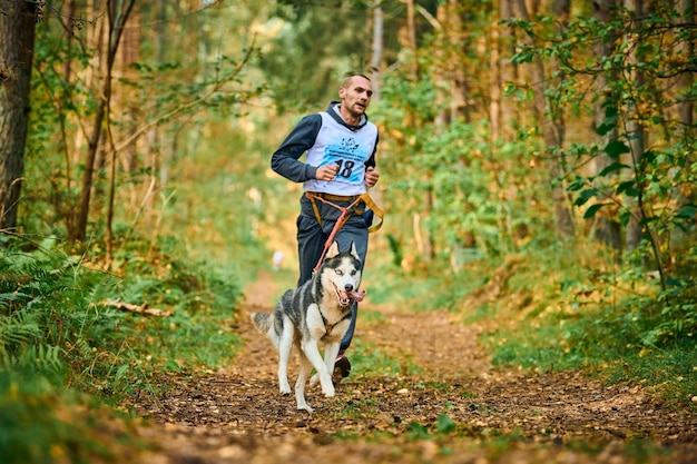 Svetly, Kaliningrad oblast, Russia - October 2, 2021 - Canicross exercises, young man running with Siberian Husky dog, taking part in canicross race, healthy lifestyle and jogging concept