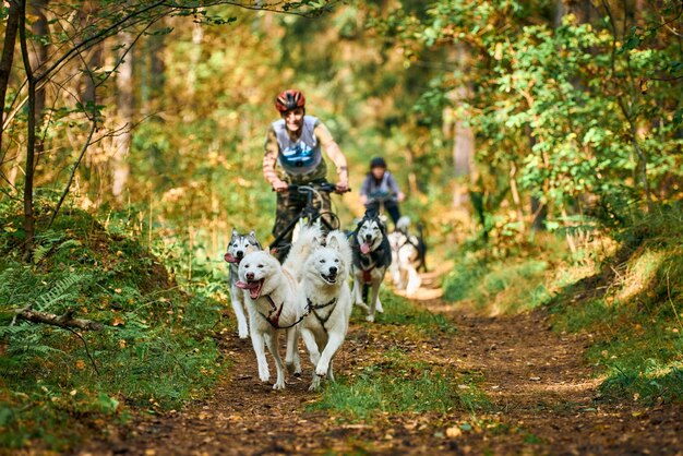 Svetly, Kaliningrad oblast, Russia - October 2, 2021 - Carting dog sports, active Siberian Husky dogs running and pulling dogcarts with standing people in woods. Dryland mushing competition