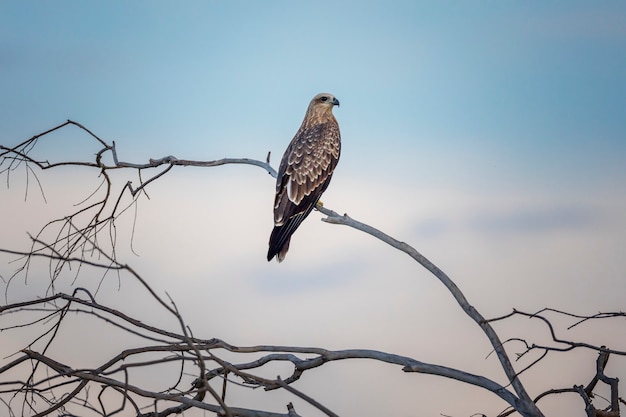 Swainson's Hawk close-up and overhead clipping path  