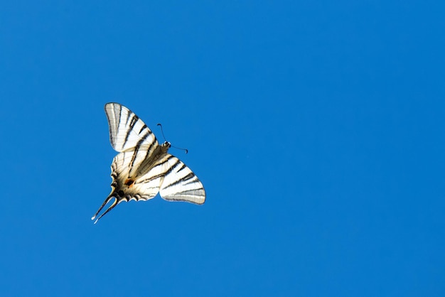 Swallow tail butterfly machaon close up portrait