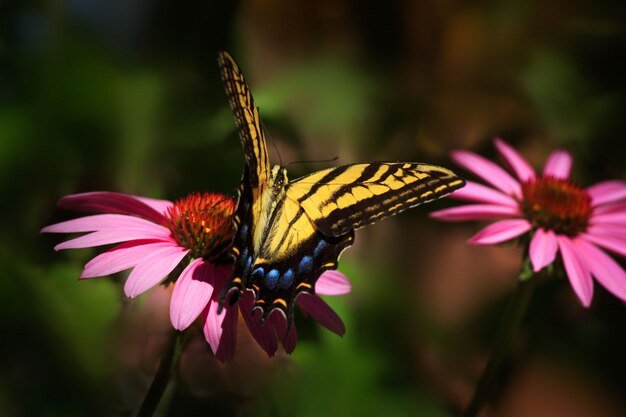 Swallowtail Butterfly in Garden