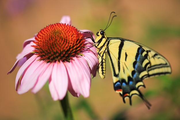 Swallowtail Butterfly with Echinacea Flower in Garden