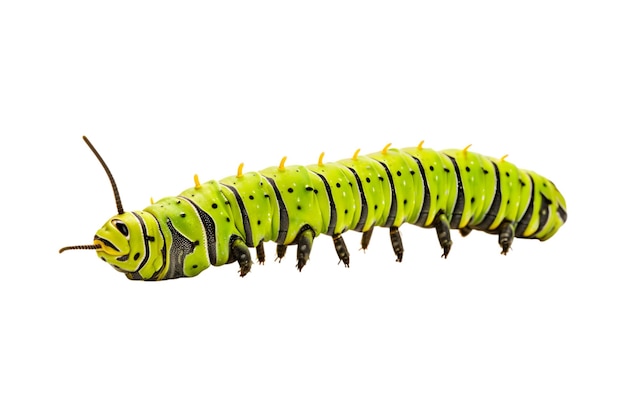 Swallowtail caterpillar isolated on a white background