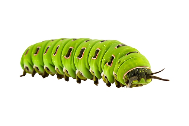 Swallowtail caterpillar isolated on a white background