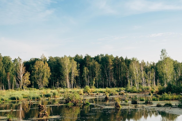 A swamp among dense forest and grass Landscape on the screen saver