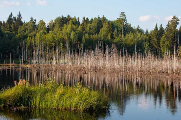 A swamp in the forest with dry grass Flooded forest