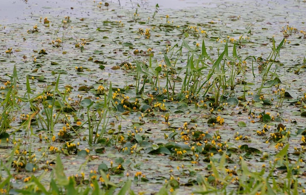 Swamp grass and flowers in a small swamp. Western Siberia. Russia