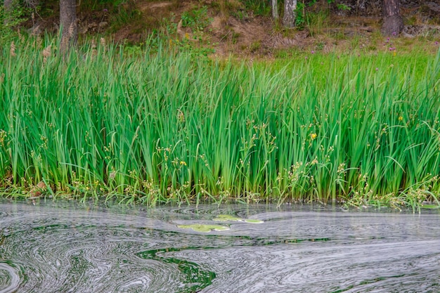 Swamp grass. Vegetation near the reservoir. Background with free space.White foam on the water.