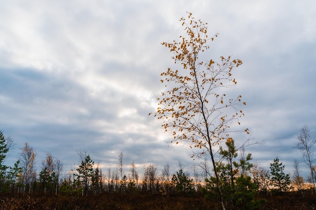 Swamp landscape with birch tree, Autumn Swamp Landscape. Yelnya National Park, Belarus