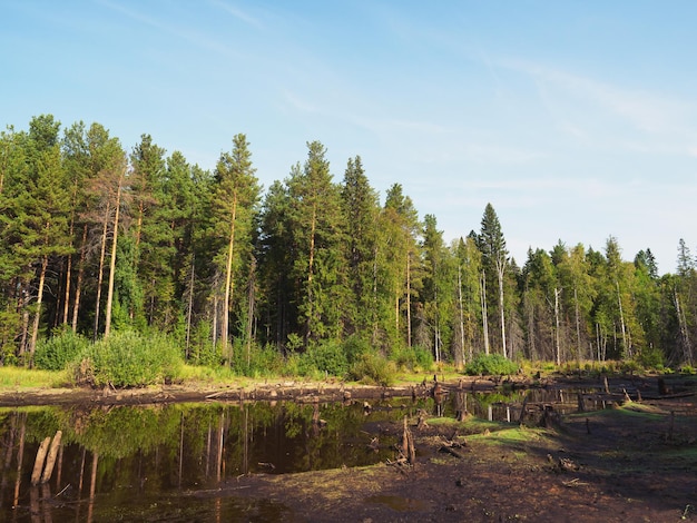 A swamp among a pine forest Reflection in the water Sunlight Forest landscape