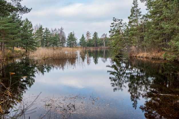 Swamp pond lake Serene morning scenery with reflection of cloudy sky on the water surface