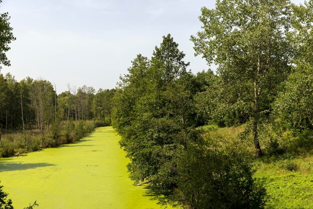 Swampy terrain with plants in summer features of swamps with different types of plants in summer