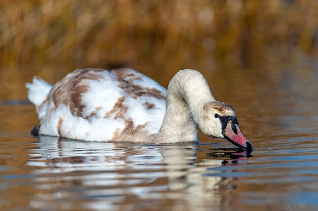 Swan on blue lake water in sunny day, swan on pond