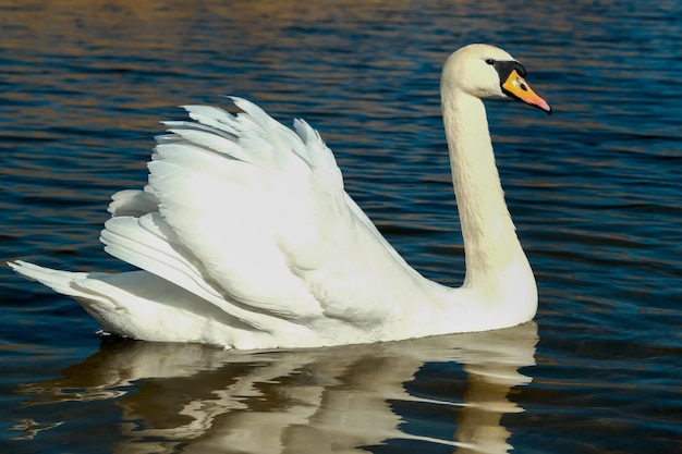 Swan on blue lake water in sunny day swans on pond nature series