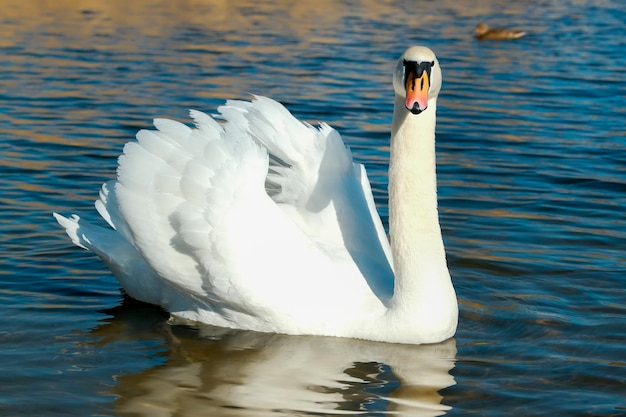 Swan on blue lake water in sunny day swans on pond nature series