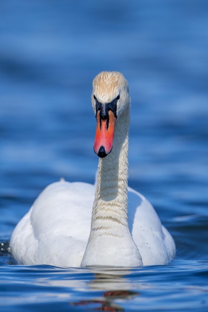 Swan on a clear deep blue river reflection