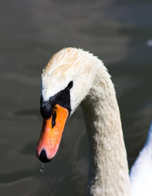 Swan closeup Beautiful bird in the city park