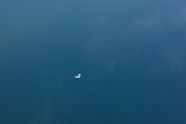 swan feather on the water with blue sky reflection close up