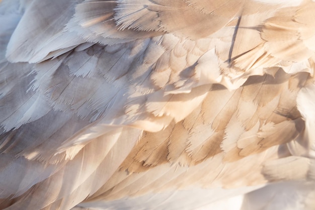 Swan feathers as a texture top view