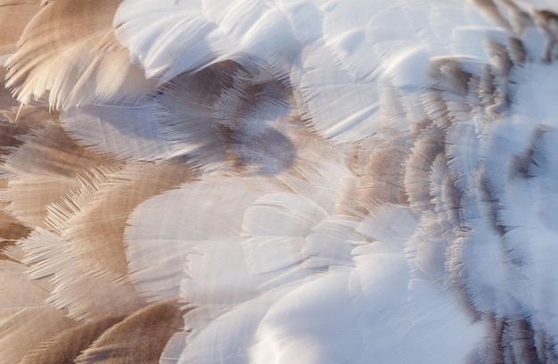 Swan feathers as a texture top view