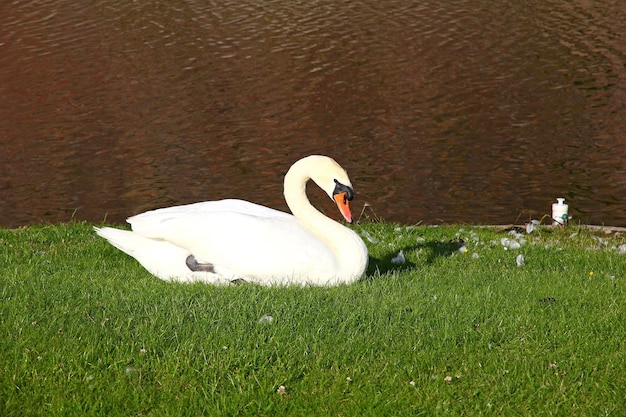 Swan in Kronborg castle Denmark North sea