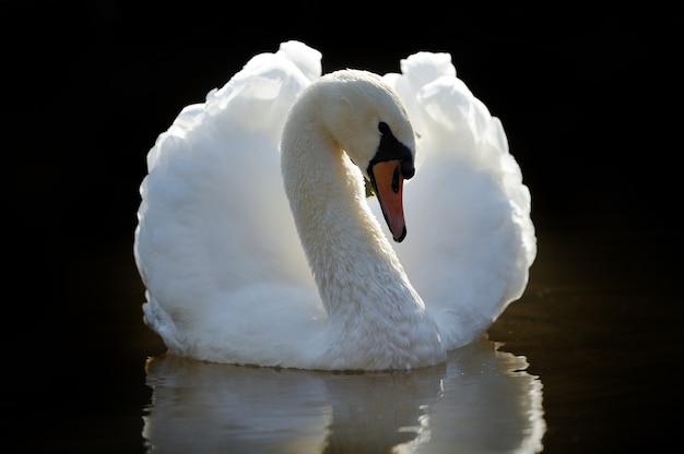 Swan in lake closeup