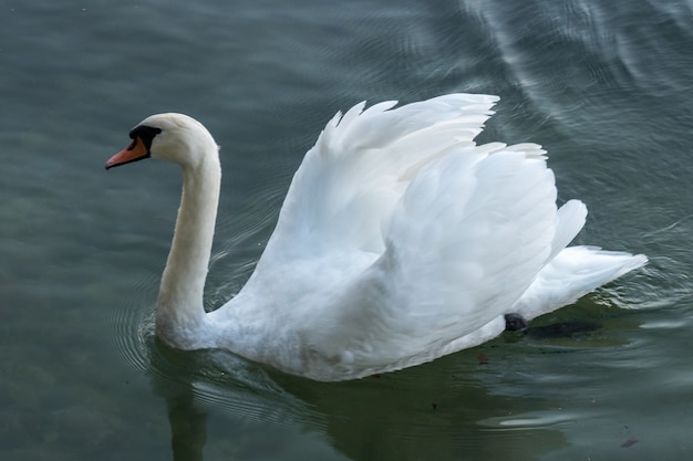 Swan on Lake Maggiore Piedmont Italy