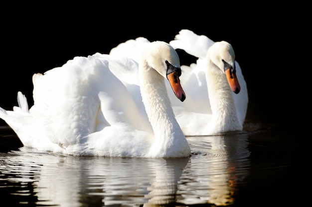 Swan in lake. Swan on dark background