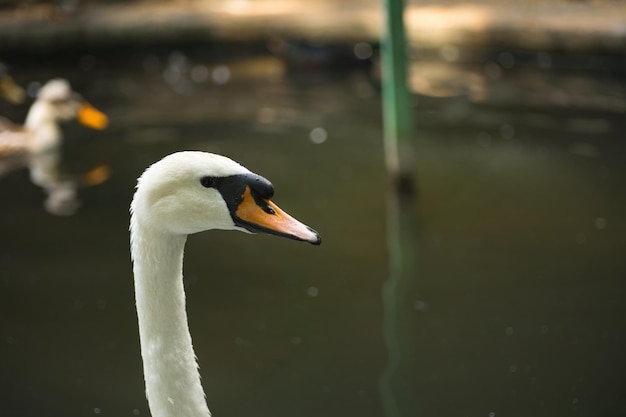 swan posing for the camera portrait of a swan