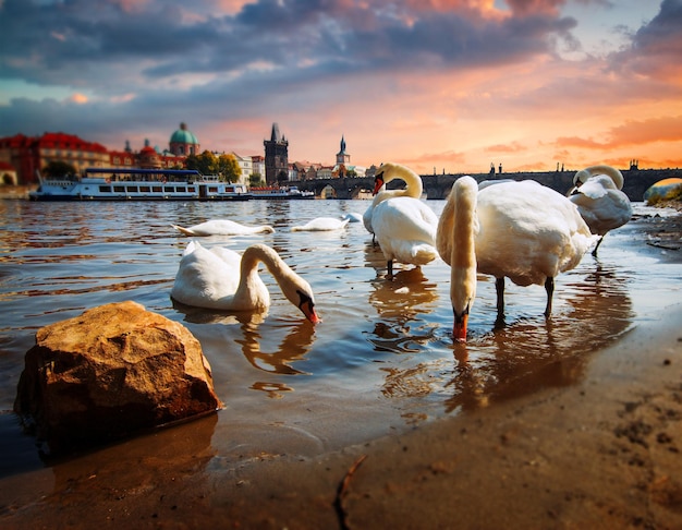 Swan in Prague