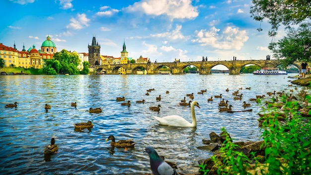 Swan in Prague