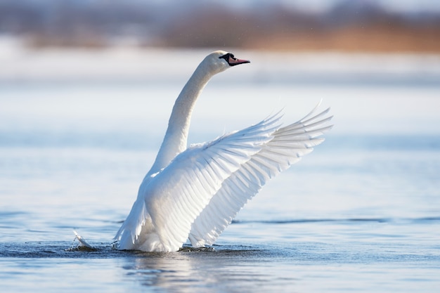 Swan rising from water and splashing water drops around