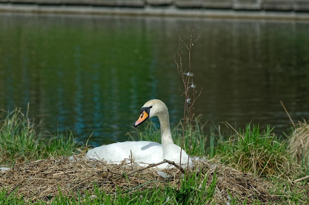 A swan sits on a nest next to a body of water.