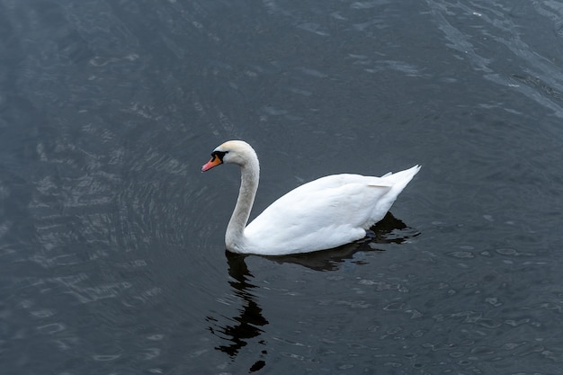 Swan swimming in a calm water in river.